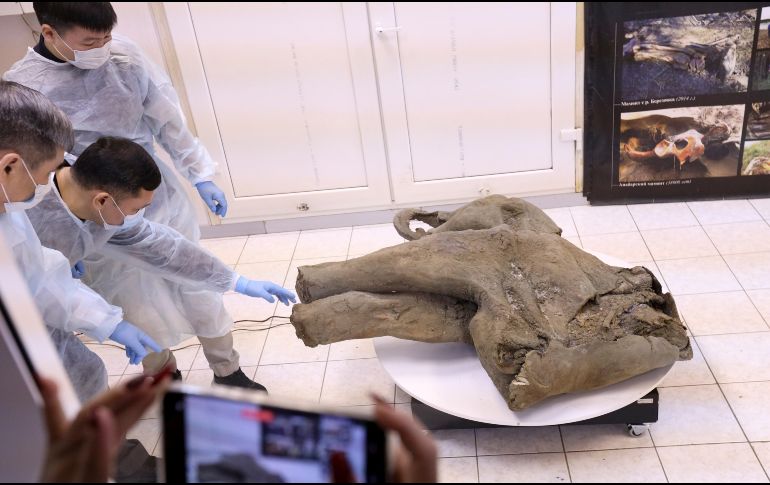 Foto suministrada por el Museo de Mamuts en la Universidad Federal del Nororiente de Rusia, que muestra a científicos con los restos preservados del mamut. AP