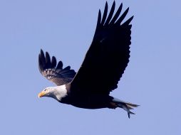 Reconocida por su cabeza blanca y su pico amarillo, el águila calva estuvo a punto de extinguirse a mediados del siglo XX. EFE
