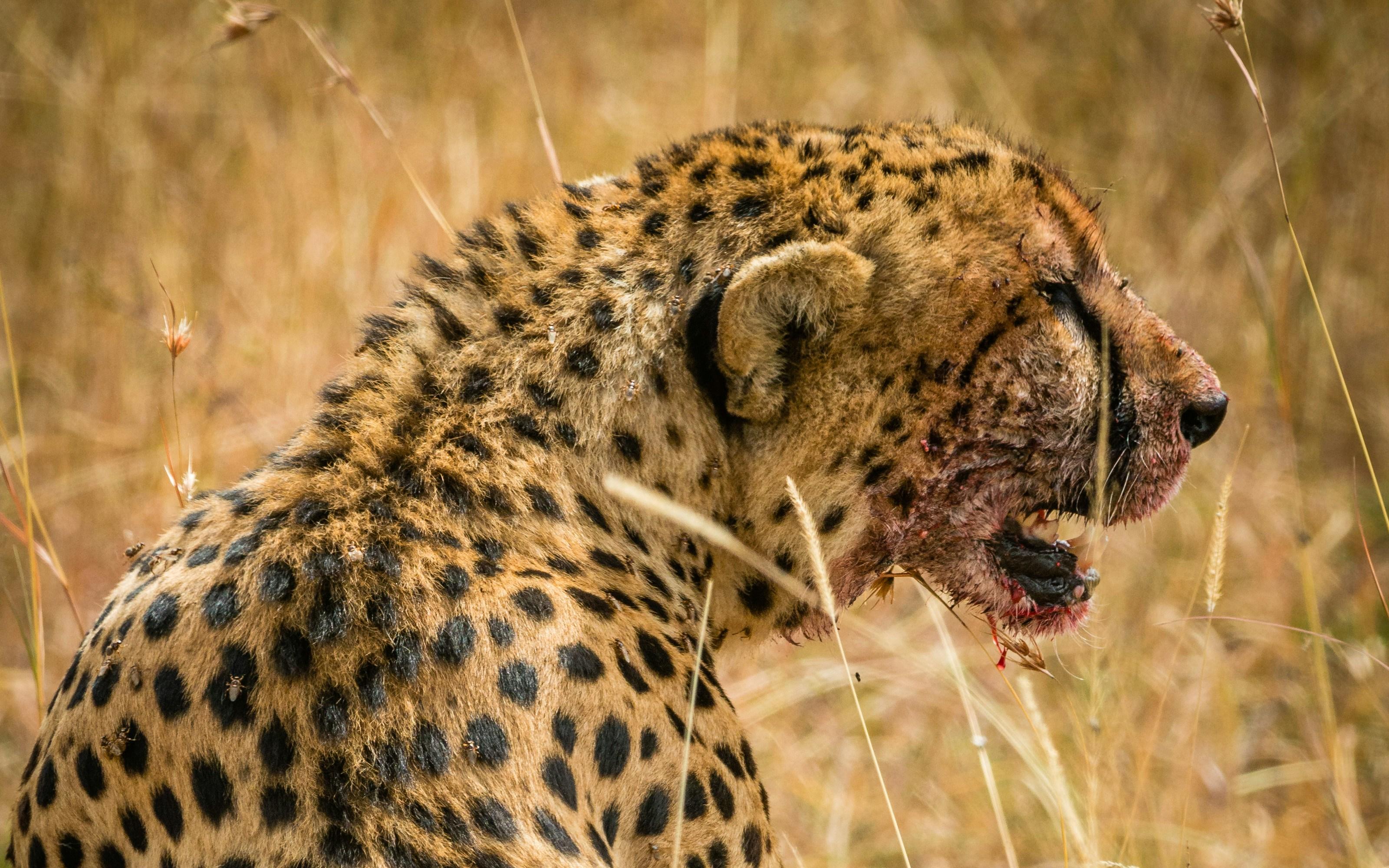 Este comportamiento es especialmente frecuente en invertebrados y peces, pero también se observa en todos los grandes grupos animales. UNSPLASH / S. Budiman