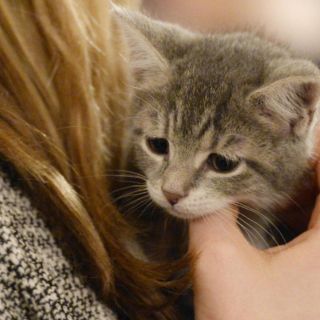 Emiten alerta en EU y Canadá por alimento para mascotas contaminado con gripe aviar