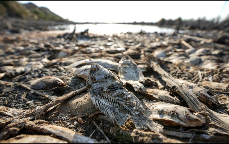 El análisis muestra cómo afectó el clima extremo al planeta a través de distintos tipos de desastres: olas de calor, inundaciones, tormentas, incendios forestales, sequías y olas de frío con la intervención en algunos de los casos del fenómeno de 
