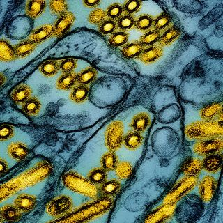 EU detecta mutación del virus de la gripe aviar