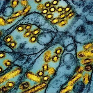 Un nuevo foco de gripe aviar en una explotación de aves en Francia