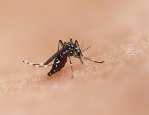 La Secretaría de Salud confirmo ascenso a 124 mil casos de dengue en la penúltima semana del año. UNSPLASH/ National Institute of Allergy and Infectious Diseases