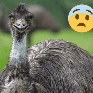 Descubren huevos azules de una especie en peligro de extinción