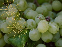 Para muchas personas, comer uvas verdes o rojas en Año Nuevo representa el éxito, felicidad, prosperidad, amor y paz. UNSPLASH / S. SMEEKES