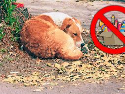 Los perros sufren de forma considerable cuando están expuestos a estos ruidos intensos. SUN / ARCHIVO
