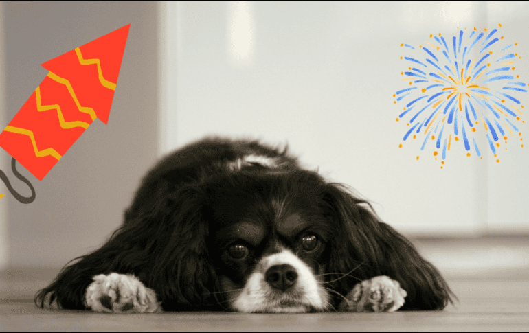 Debido a su alta sensibilidad auditiva, los ruidos fuertes, como los de la pirotecnia que pueden alcanzar hasta 190 decibeles, pueden causarles efectos psicológicos y físicos. UNSPLASH/ P. CAPOBIANCO