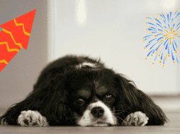 Debido a su alta sensibilidad auditiva, los ruidos fuertes, como los de la pirotecnia que pueden alcanzar hasta 190 decibeles, pueden causarles efectos psicológicos y físicos. UNSPLASH/ P. CAPOBIANCO