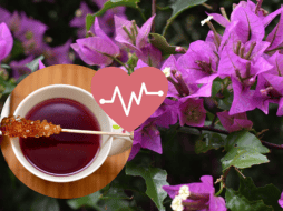 La planta es originaria de Brasil y en la lista de sus beneficios se enumeran sus usos para tratar la tos, el dolor de garganta y el asma. ESPECIAL/Imagen de Hector Zamora en Pixabay/Imagen de congerdesign en Pixabay