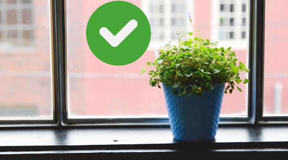 Estas plantas tardan poco tiempo en crecer y pueden sembrarse desde semilla o retoños, además de darle mejor sabor a la comida, muchas tienen propiedades medicinales.ESPECIAL/Pexels y Canva