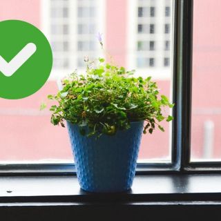 Plantas aromáticas que son fáciles de sembrar en casa