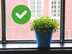 Estas plantas tardan poco tiempo en crecer y pueden sembrarse desde semilla o retoños, además de darle mejor sabor a la comida, muchas tienen propiedades medicinales.ESPECIAL/Pexels y Canva