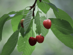 Esta bebida ofrece una sensación de relajación y bienestar. Pixabay