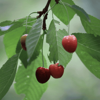 Las hojas de cereza pueden aliviar el dolor de artritis e inflamación