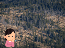 El cambio de uso de la tierra y la pérdida de hábitat están provocando que estos bosques desaparezcan. Pixabay