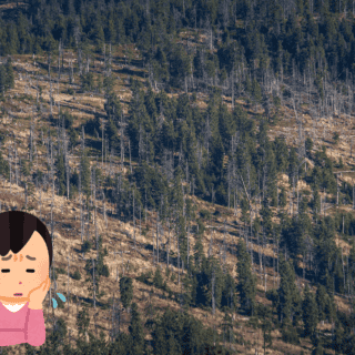 Existe un alto riesgo de extinción de árboles endémicos de la Amazonía