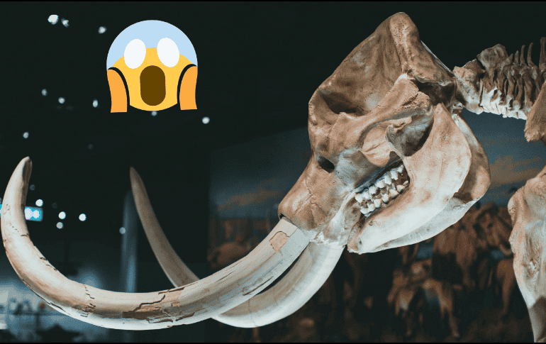 Existía la idea de que los humanos llegaron y acabaron con todo muy rápidamente. Pexels