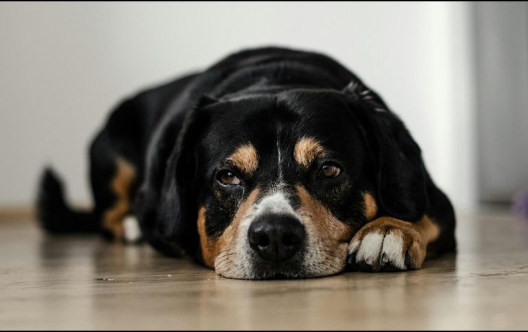 A pesar de los avances en la medicina veterinaria, no siempre es posible garantizar que los tratamientos logren mejorar su estado de salud o evitarles sufrimiento prolongado. UNSPLASH / DOMINIK QN