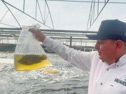 La crianza y desarrollo de alevines (peces recién nacidos) de tilapias, como lo hace Aquamol, tiene beneficios alimenticios y de producción en el mercado pesquero. ESPECIAL