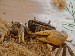 Este planteamiento ético se extiende más allá de los crustáceos, abarcando también a otros animales marinos, como calamares, almejas y mejillones. SUN / ARCHIVO