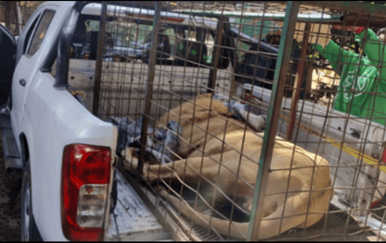 Con apoyo de integrantes de la Procuraduría Federal de Protección al Ambiente (PROFEPA), se aseguró a un león macho. CORTESÍA.