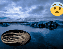 Este animal parece haber evolucionado de una forma diferente al resto. Pexels / Instituto Scripps de Oceanografía de la Universidad de California