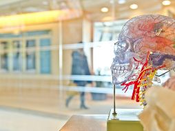 La humanidad podrá desempeñarse mejor si identifica claramente qué habilidades son difíciles de automatizar. UNSPLASH / J. Orrico