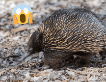 Las pruebas de su existencia siempre fueron muy escasas. Flickr