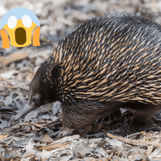 Descubren un animal que se supone estaba extinto desde hace 60 años