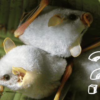 ¿Qué son las enfermedades zoonóticas?