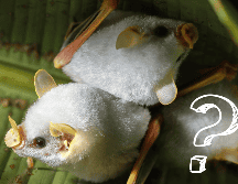 La prevención de las zoonosis requiere comprender su dinámica y reducir los riesgos asociados con el contacto entre humanos y animales. EFE / ARCHIVO