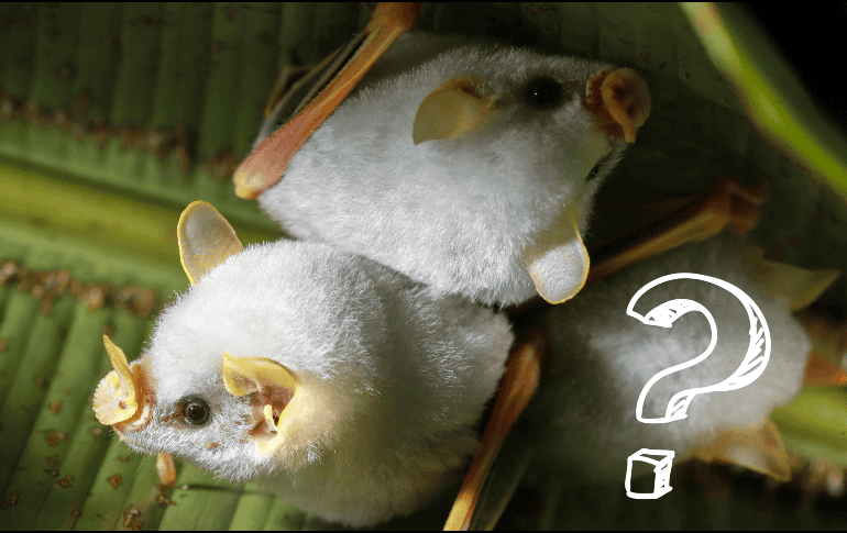 La prevención de las zoonosis requiere comprender su dinámica y reducir los riesgos asociados con el contacto entre humanos y animales. EFE / ARCHIVO