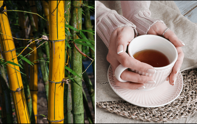 Las hojas de bambú, también conocidas como “té de bambú”, poseen diversos beneficios para la salud y tienen a muchas personas en China fascinadas. ESPECIAL/PEXELS