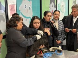 El programa arrancó oficialmente con la primera implantación de un chip en las instalaciones del CISAZ, donde también se ofrece el registro gratuito al adquirir el chip. ESPECIAL