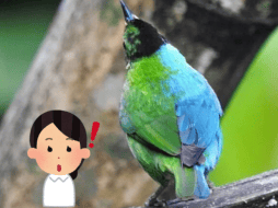 Esta condición genética es extremadamente rara. Flickr