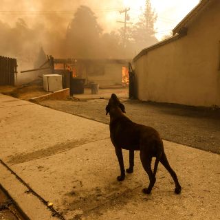 Veterinaria resguarda a animales mientras sus dueños huyen del fuego