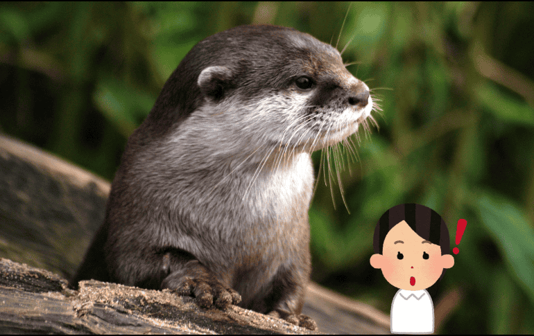 En China, esta especie ha experimentado una drástica reducción de su área de distribución. Pexels