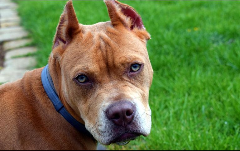 Acá te ofrecemos algunos consejos y tendencias actuales para nombrar a tu pitbull macho. Pixabay.