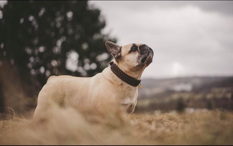 El cuidado de los perros es una responsabilidad que va más allá de cubrir sus necesidades básicas, pues también implica garantizar su bienestar y calidad de vida. Pixabay