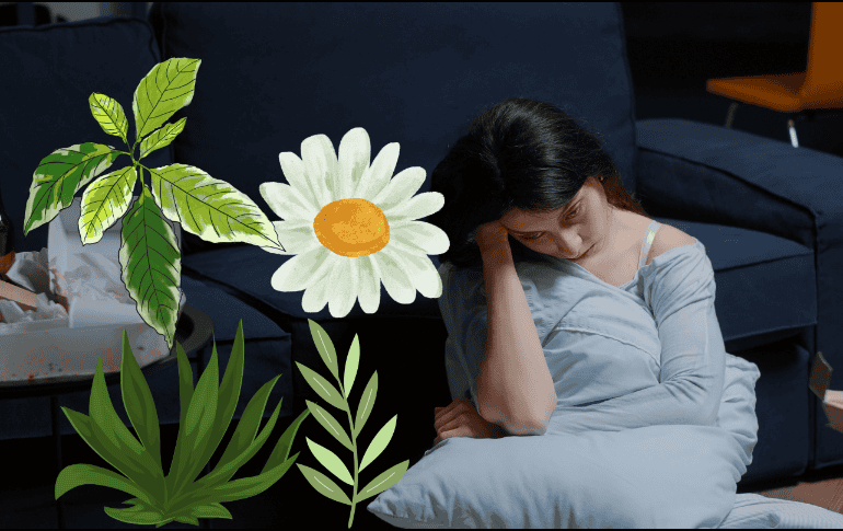 Estas hierbas medicinales ayudan a bajar los niveles de ansiedad y mejorar el sueño. CANVA/ ESPECIAL