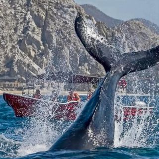 Disfruta de la temporada de ballenas en México