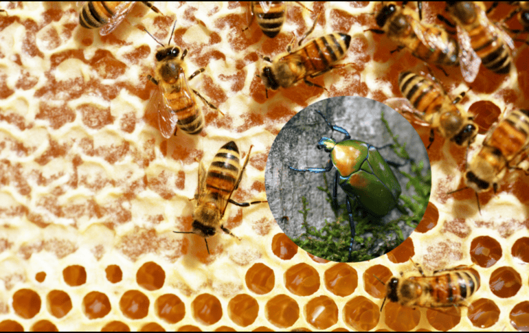 Esta plaga puede ocasionar el exterminio de hasta el 80% de las colmenas, lo que representa un duro golpe para la producción.CANVA