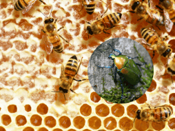 Esta plaga puede ocasionar el exterminio de hasta el 80% de las colmenas, lo que representa un duro golpe para la producción.CANVA