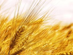 La fibra es un tipo de carbohidrato crucial para el organismo, ya que ayuda a ralentizar la digestión, estabilizar el azúcar en la sangre y mejorar la salud intestinal. Pixabay