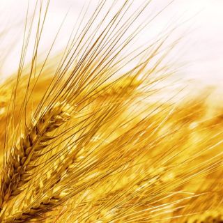 Alimentos con fibra que ayudan a estabilizar nivel de azúcar