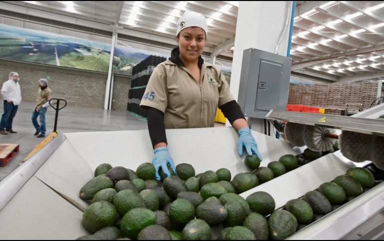 El Estado logró ganar un espacio en el competido mercado estadounidense. EL INFORMADOR/ Archivo
