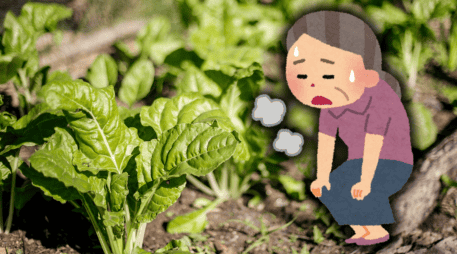 Las espinacas y acelgas contienen hierro que ayuda a producir hemoglobina, que se encarga de transportar oxígeno a los órganos y músculos. EL INFORMADOR / ARCHIVO