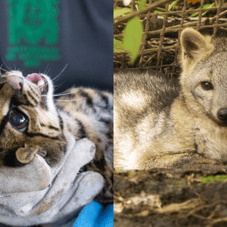 Autoridades colombianas liberan a dos crías de especies clave