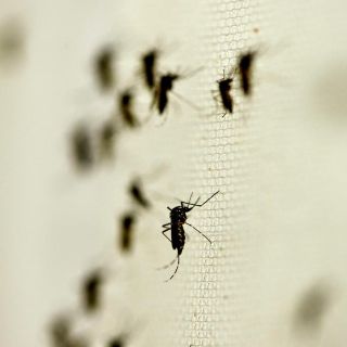México cerró 2024 con un aumento del 57% en defunciones por dengue